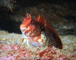 Red or Portuguese Blenny (Parablennius ruber) - Picture t... by Gary Carpenter 